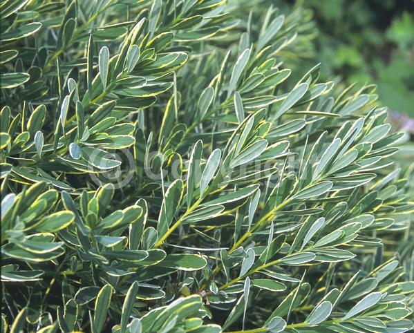 White blooms; Pink blooms; Semi-evergreen