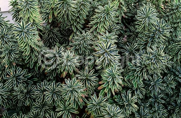 White blooms; Pink blooms; Semi-evergreen