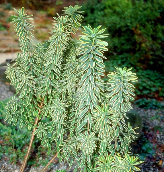 White blooms; Pink blooms; Semi-evergreen