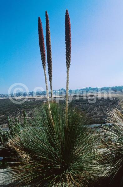 White blooms; Evergreen; North American Native