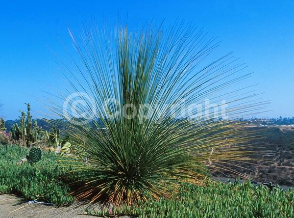 White blooms; Evergreen; North American Native
