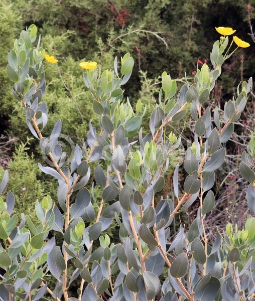 Yellow blooms; Evergreen; North American Native