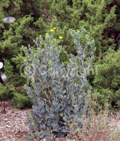 Yellow blooms; Evergreen; North American Native