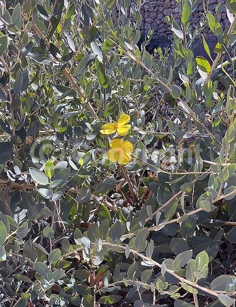 Yellow blooms; Evergreen; North American Native