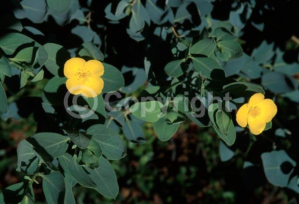 White blooms; Evergreen; North American Native