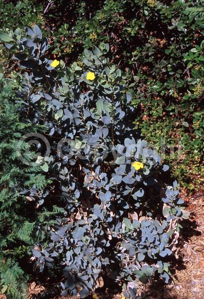 White blooms; Evergreen; North American Native