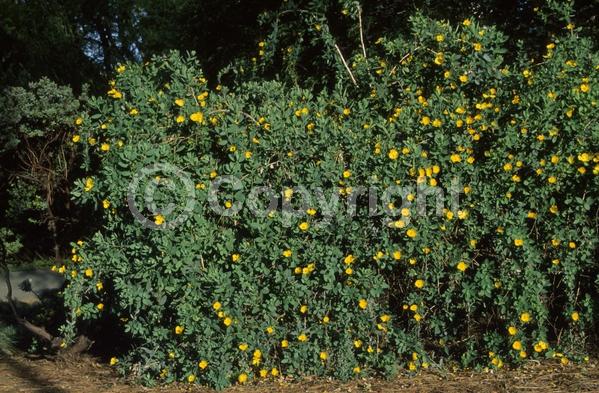 White blooms; Evergreen; North American Native