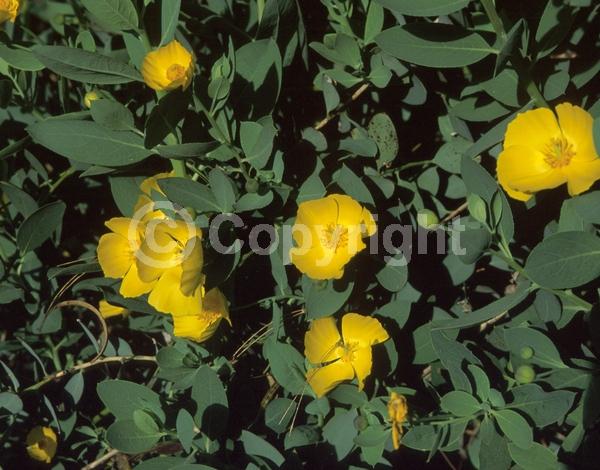 White blooms; Evergreen; North American Native