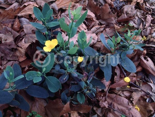 White blooms; Evergreen; North American Native