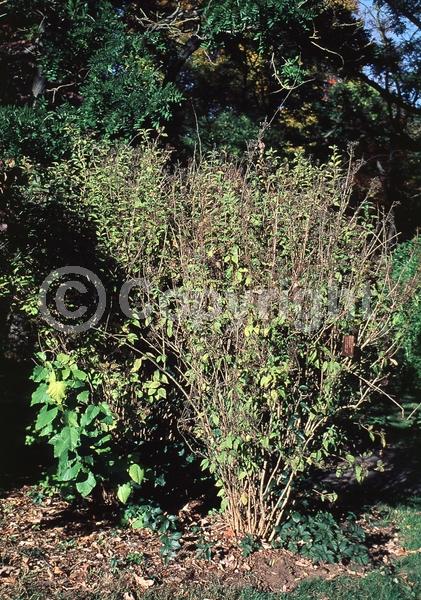 White blooms; Deciduous; Broadleaf