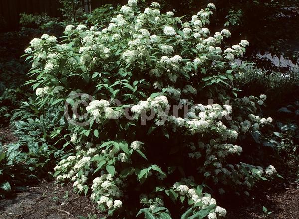 White blooms; Deciduous; Broadleaf