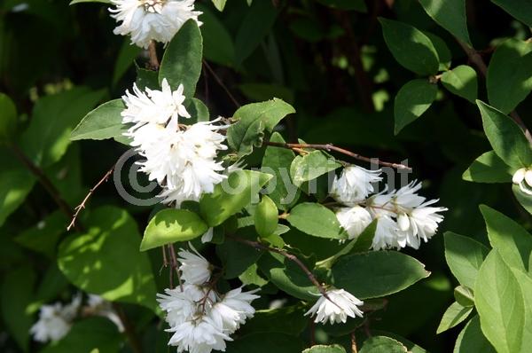 White blooms; Deciduous; Broadleaf