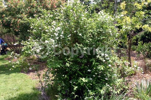 White blooms; Deciduous; Broadleaf