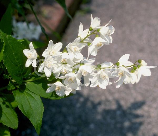 White blooms; Deciduous; Broadleaf