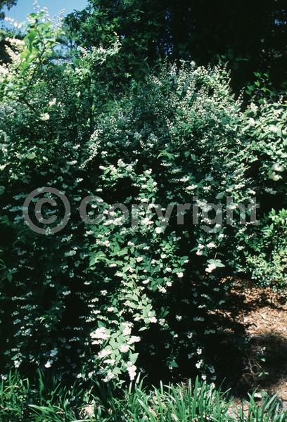 White blooms; Deciduous; Broadleaf