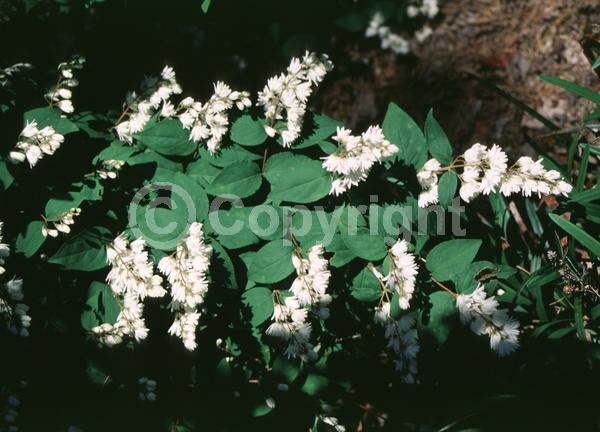 White blooms; Deciduous; Broadleaf