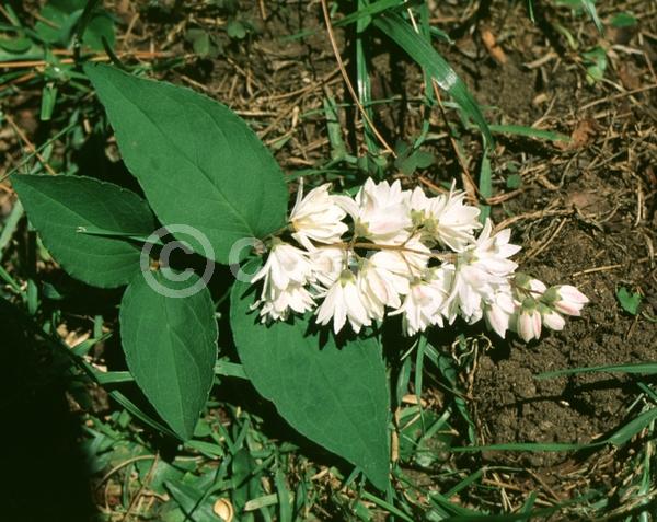 White blooms; Deciduous; Broadleaf