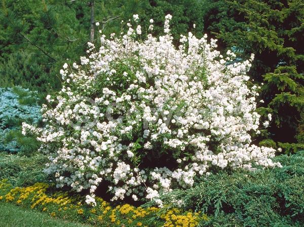 White blooms; Deciduous; Broadleaf