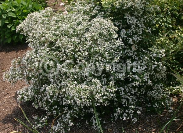 White blooms; Deciduous; Broadleaf
