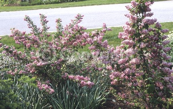 White blooms; Pink blooms; Deciduous