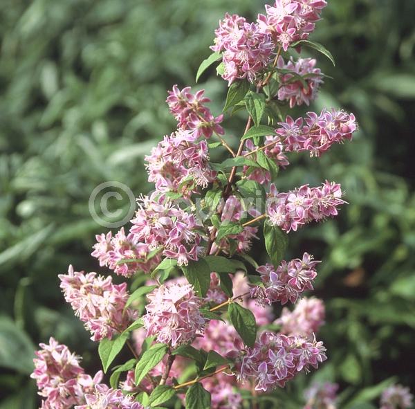 White blooms; Pink blooms; Deciduous