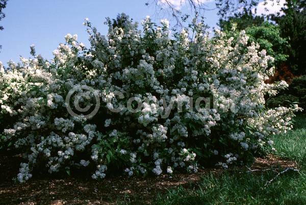 White blooms; Deciduous; Broadleaf