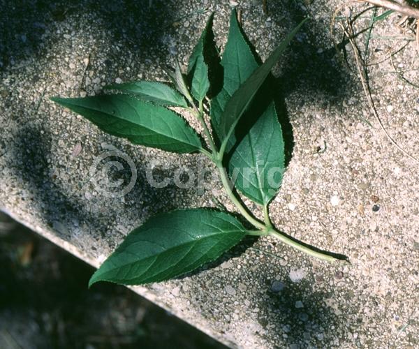 White blooms; Deciduous; Broadleaf