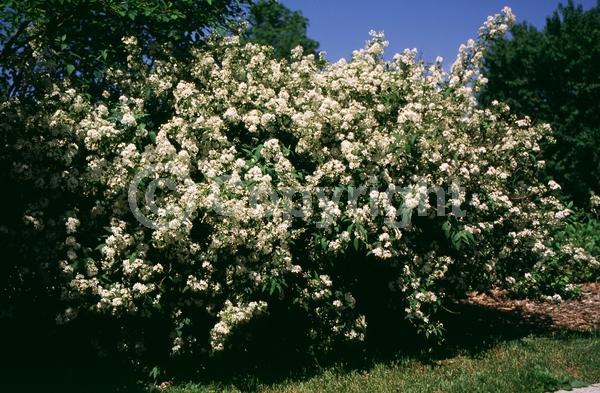White blooms; Deciduous; Broadleaf