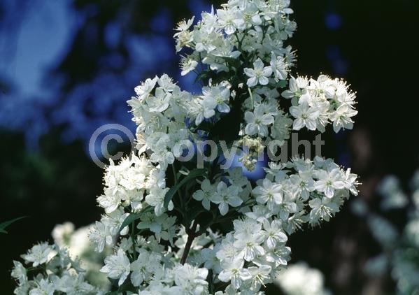 White blooms; Deciduous; Broadleaf