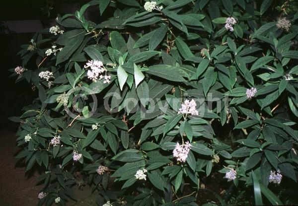 Blue blooms; Evergreen