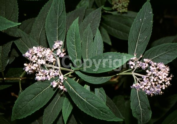 Blue blooms; Evergreen