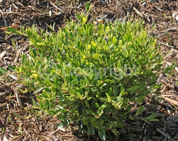 Red blooms; Evergreen