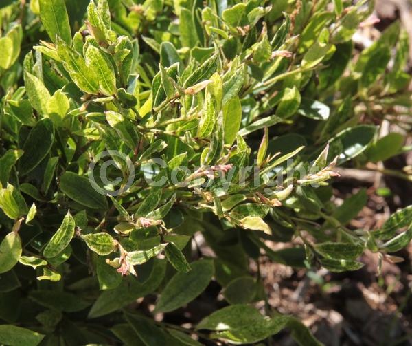 Red blooms; Evergreen