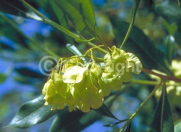 Yellow blooms; Green blooms; Evergreen; Needles or needle-like leaf; North American Native