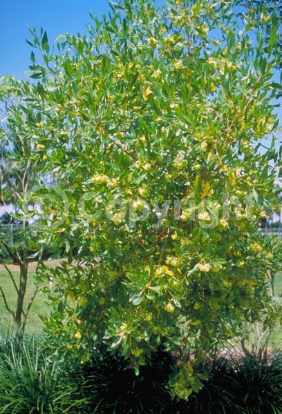 Yellow blooms; Green blooms; Evergreen; Needles or needle-like leaf; North American Native