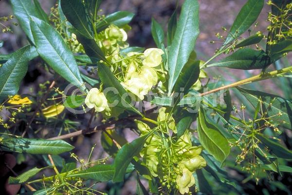 Yellow blooms; Green blooms; Evergreen; Needles or needle-like leaf; North American Native