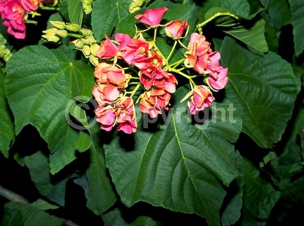 Red blooms; White blooms; Pink blooms; Evergreen; Needles or needle-like leaf