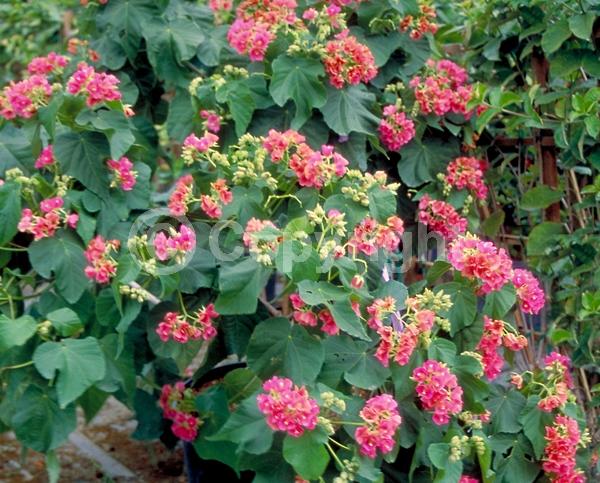 Red blooms; White blooms; Pink blooms; Evergreen; Needles or needle-like leaf