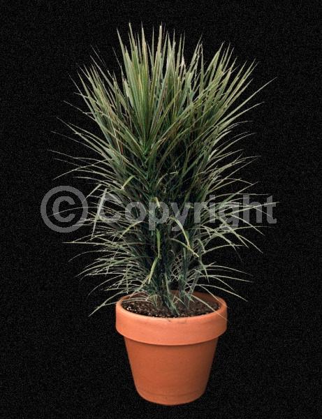 Red blooms; White blooms; Evergreen; Broadleaf