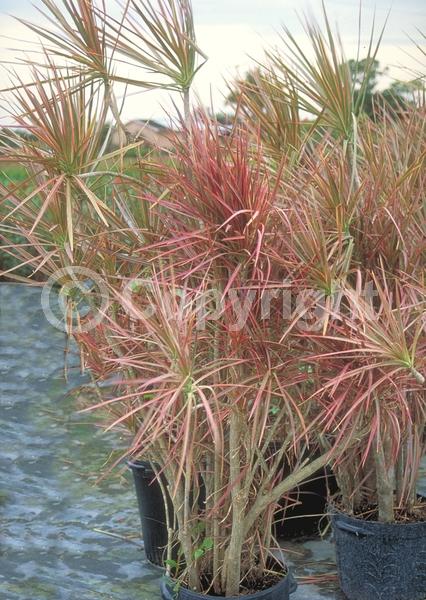 Red blooms; White blooms; Evergreen; Broadleaf