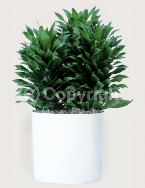 Yellow blooms; Evergreen; Needles or needle-like leaf