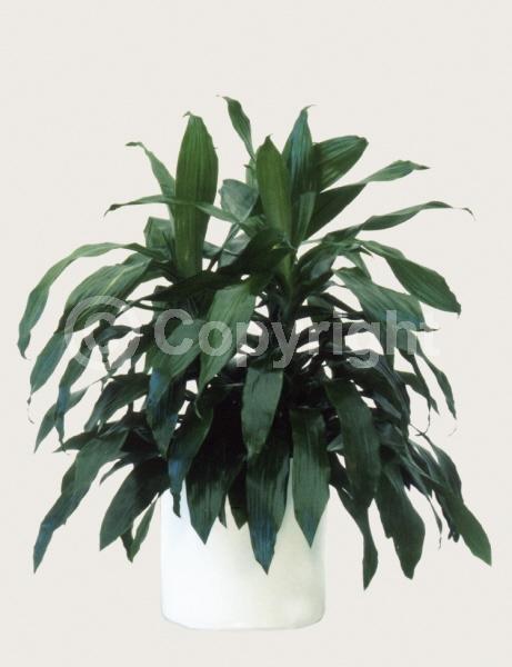 Yellow blooms; Evergreen; Needles or needle-like leaf