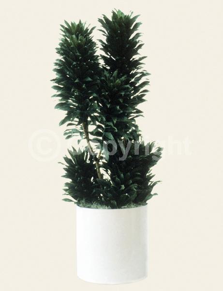 Yellow blooms; Evergreen; Needles or needle-like leaf