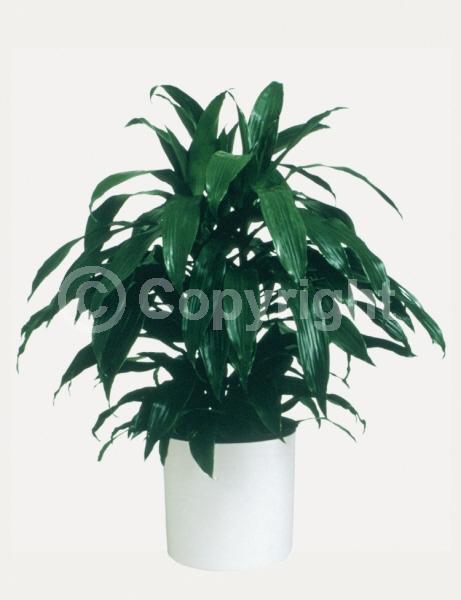 Yellow blooms; Evergreen; Needles or needle-like leaf