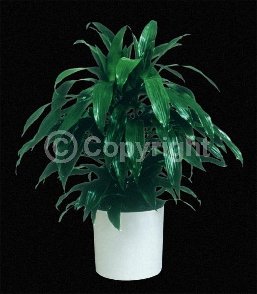 Yellow blooms; Evergreen; Needles or needle-like leaf