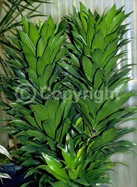 Yellow blooms; Evergreen; Needles or needle-like leaf