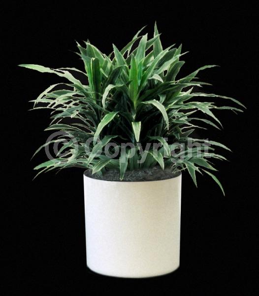 Yellow blooms; Evergreen; Needles or needle-like leaf