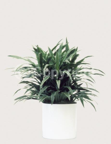 Yellow blooms; Evergreen; Needles or needle-like leaf