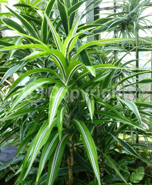 Yellow blooms; Evergreen; Needles or needle-like leaf