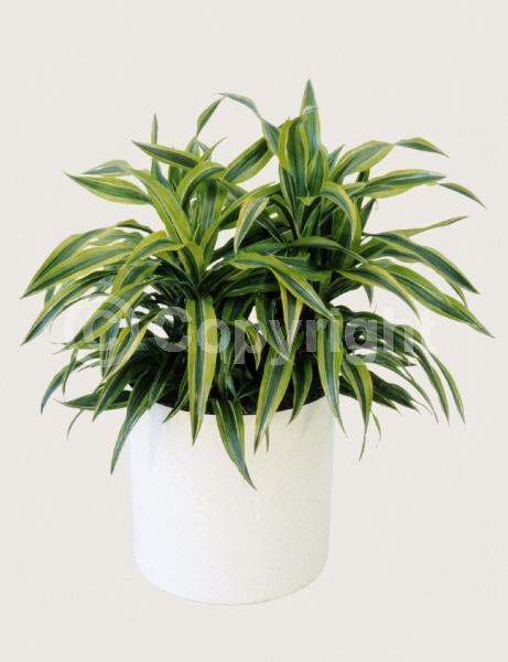 Yellow blooms; Evergreen; Needles or needle-like leaf